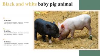 Black And White Baby Pig Animal