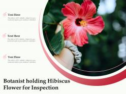 Botanist holding hibiscus flower for inspection
