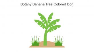 Botany Banana Tree Colored Icon In Powerpoint Pptx Png And Editable Eps Format