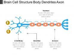 Brain cell structure body dendrites axon