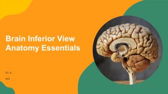 Brain Inferior View Anatomy Essentials PPT Template AT