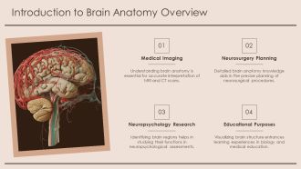 Brain Sagittal View Cerebrum Cerebellum Brainstem Overview PPT Example AT Multipurpose Impressive