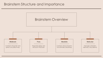 Brain Sagittal View Cerebrum Cerebellum Brainstem Overview PPT Example AT Aesthatic Impressive