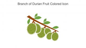 Branch Of Durian Fruit Colored Icon In Powerpoint Pptx Png And Editable Eps Format