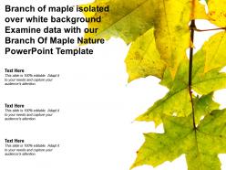 Branch of maple isolated over white examine data with our branch of maple nature template