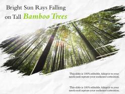Bright sun rays falling on tall bamboo trees