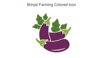 Brinjal Farming Colored Icon In Powerpoint Pptx Png And Editable Eps Format