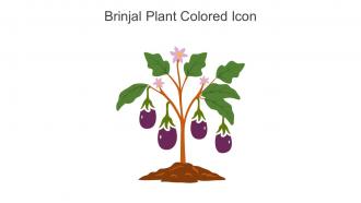 Brinjal Plant Colored Icon In Powerpoint Pptx Png And Editable Eps Format