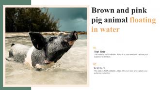 Brown And Pink Pig Animal Floating In Water
