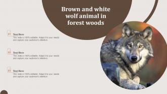 Brown And White Wolf Animal In Forest Woods