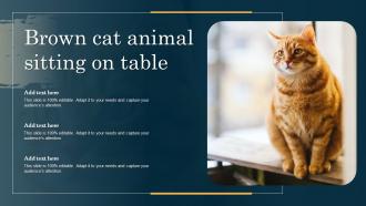 Brown Cat Animal Sitting On Table
