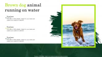 Brown Dog Animal Running On Water
