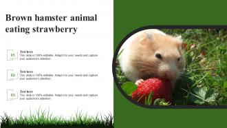 Brown Hamster Animal Eating Strawberry