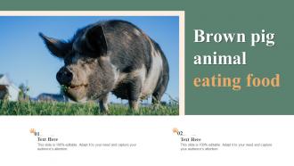 Brown Pig Animal Eating Food