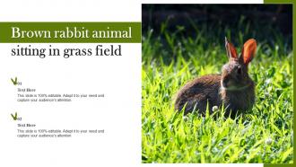 Brown Rabbit Animal Sitting In Grass Field