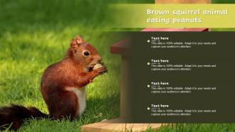Brown Squirrel Animal Eating Peanuts