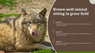 Brown Wolf Animal Sitting In Grass Field