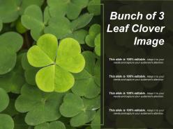 Bunch of 3 leaf clover image