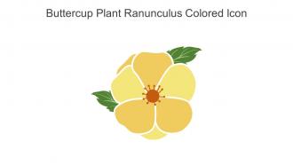 Buttercup Plant Ranunculus Colored Icon In Powerpoint Pptx Png And Editable Eps Format