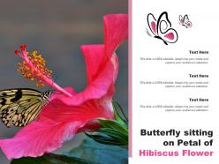 Butterfly Sitting On Petal Of Hibiscus Flower