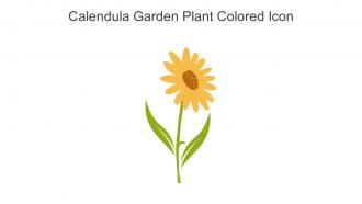 Calendula Garden Plant Colored Icon In Powerpoint Pptx Png And Editable Eps Format