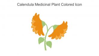 Calendula Medicinal Plant Colored Icon In Powerpoint Pptx Png And Editable Eps Format