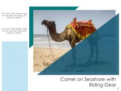 Camel gear across instruments pyramid captivity