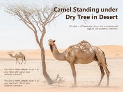 Camel standing under dry tree in desert
