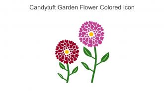 Candytuft Garden Flower Colored Icon In Powerpoint Pptx Png And Editable Eps Format
