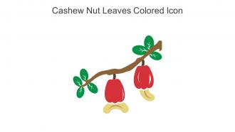 Cashew Nut Leaves Colored Icon In Powerpoint Pptx Png And Editable Eps Format
