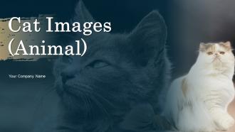 Cat Images Animal Powerpoint Ppt Template Bundles