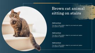Cat Images Animal Powerpoint Ppt Template Bundles