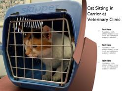 Cat sitting in carrier at veterinary clinic