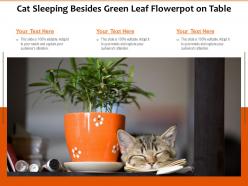 Cat sleeping besides green leaf flowerpot on table