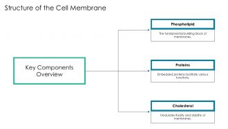 Cell Membrane Medical Overview PPT PowerPoint AT Multipurpose Informative