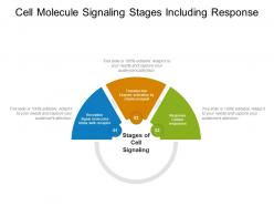 Cell molecule signaling stages including response