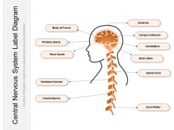 Central nervous system label diagram