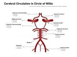 Cerebral circulation in circle of willis