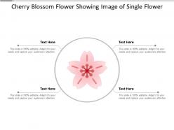 Cherry blossom flower showing image of single flower