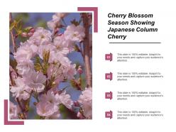 Cherry blossom season showing japanese column cherry