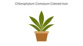 Chlorophytum Comosum Colored Icon In Powerpoint Pptx Png And Editable Eps Format