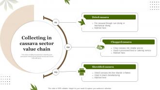 Collecting In Cassava Sector Value Chain