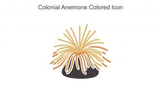 Colonial Anemone Colored Icon In Powerpoint Pptx Png And Editable Eps Format