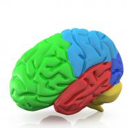 Colorful graphic of human brain stock photo