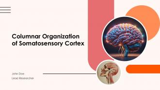 Columnar Organization Of Somatosensory Cortex PPT Graphics ACP