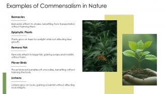 Commensalism Ecology PPT Presentation ACP Ideas Image