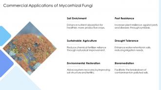 Commercial Applications Of Mycorrhizal Fungi PPT Presentation ACP Commercial Applications Of Mycorrhizal Fungi PPT Presentation ACP