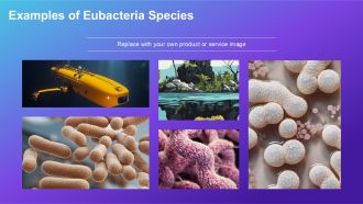 Comparison Between Archaebacteria Eubacteria And Eukaryotes PPT Example ACP Adaptable Interactive