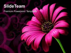 Conservation of nature powerpoint templates daisy flower beauty image ppt designs
