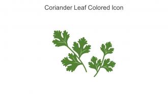 Coriander Leaf Colored Icon In Powerpoint Pptx Png And Editable Eps Format
